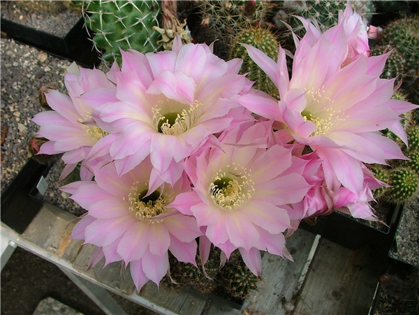 typische F1 Lobivia/Echinopsis Muti-Hybride (unbenamte Hybr. Christoph)
als ein typischen Beispiel für eine F1 Lobivia/Echinopsis Hybride sei hier diese unbenamte Christoph-Pflanze gezeigt. Blüten größer als bei Lobivia, aber kleiner als bei Echinopsis und ziemlich blaß. Schön ist allerdings der hellgelbe Schlund. Die fehlende Größe macht die Hybride duch die Menge der Blüten wett. Im Kakteenjahr erscheinen beii guter Düngung mindst. 25 Stück. 
Schlüsselwörter: Eh SNR '1589'