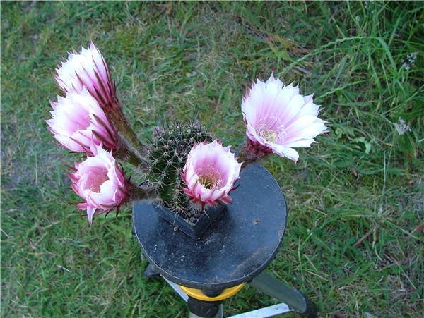 Nicht alles gelingt ....
weiße Blüte in Lobivia-Größe ...
die Züchtung von Echinopsis Hybriden ist kein Selbstläufer.
In einer Frucht sind zwischen 10 und 300 Korn, d.h. es gibt dementsprechend viele Genkombinationen! 
Aufgrund dessen müssen immer soviel Sämlinge wie möglich hochgezogen werden, gerade bei Multi´s. 
Züchtung bedeutet auch Selektion, daher wurde hier das Messer gewetzt...
Schlüsselwörter: Echinopsis Hybriden, Ingo von Jerichow, Selektion