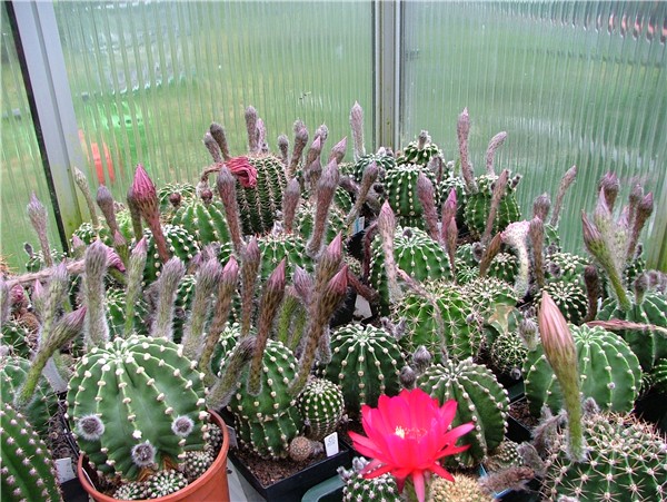 knospende Echinopsis Hybriden aus der Kreuzung "BS.232"
die Vorfreude auf die Blütenpracht ...

im Bild gut sichtbar die starkbehaarten Blütenknospen von Echinopsis Hybriden aus der Kreuzung "BS.232". 
Schlüsselwörter: Echinopsis Hybriden, Ingo von Jerichow, Blütenknospen