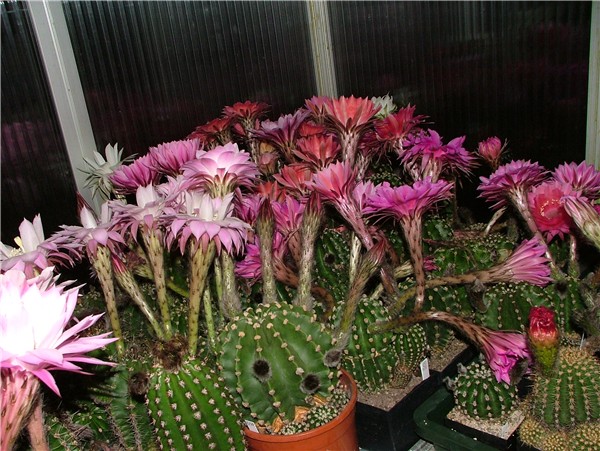 ... und wenig später so gegen Mitternacht
Als Erbe von ihren botanischen Eltern öffnen fast alle Echinopsis Hybriden ihrer Blüten am frühen Abend. 

Äußert praktisch für berufstätige 
Schlüsselwörter: Echinopsis Hybriden, Ingo von Jerichow, Blüte