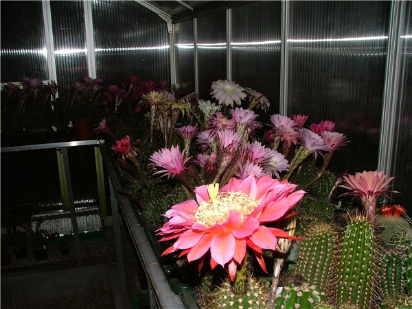 gegen Mitternacht im dufterfüllten Glashaus ...
Die Pflanzen blühen immer in Schüben.

Dann so gegen Mitternacht im duftgeschwängerten Gewächshaus das Öffnen der Blüten zu beobachten ist ein Elebnis ...
Schlüsselwörter: Echinopsis Hybriden, Ingo von Jerichow, Nachts im Glashaus