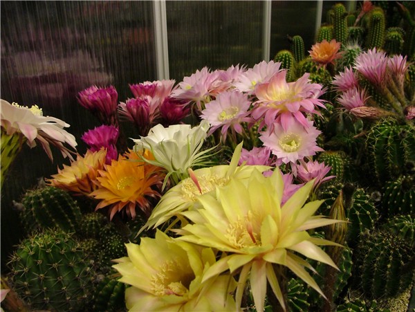 Echinopsis Hybride BEX 112 'K1.BS-10'
schließen möchte ich mit diesem Bild der BEX 112 die schon lasziv ihren roten Griffel herausstreckt. 

Nach Mitternacht wird sich die Narbe öffnen und in der Natur kämen dann die Nachtfalter ...

In Gefangenschaft muß sie bis zum nächsten Morgen warten und dann hat der Züchter ja genug Auswahl. 
Da im Sommer das Gewächshaus unmöglich geschlossen bleiben kann und unsere Damen leicht "Fremdgehen" müssen die Kakteen in Einzelhaft in den dunklen und kühlen Keller gebracht werden. 
Schlüsselwörter: Echinopsis Hybriden, Ingo von Jerichow, BEX112