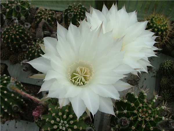 Echinopsis Hybriden
Doch immer schön der Reihe nach ...

Die Echinopsis-Multi Hybridenzüchtungen enstanden aus den botanischen Arten der Kakteengattung Echinopsis. 

Die in Südamerika (Brasilien, Uruguay, Paraguay und der Pampa von Argentinien vorkommenden Kakteen sind durch sehr langröhrige (Nachtfalter!), bewollte große Nachtblüten (bis 2 Tage geöffnet) charakterisiert. Die Blüten sind wie bei Nachtblühern üblich weiß bis hellrosa, sehr groß und stark duftend. Das Bild zeigt die reinweißblühende Echinopsis eyrisii. 
Schlüsselwörter: Die Ausgangsbasis zur Züchtung - botanische Arten der Gattung Echinopsis