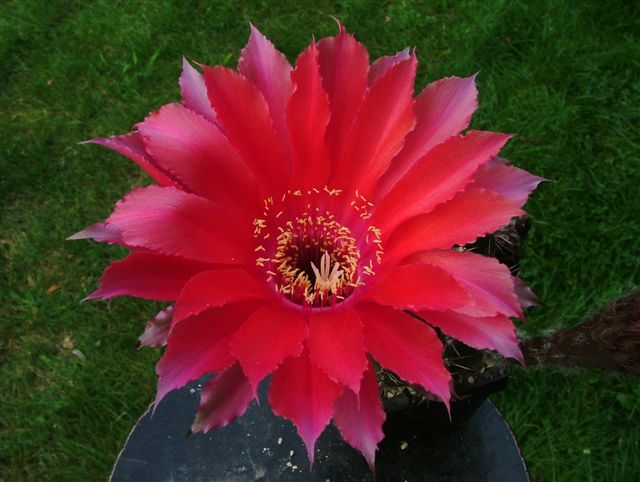 Echinopsis Hybride 'BEX 176'
Eines meiner Zuchtziele waren richtig rote Blüten. Die abgebildete BEX 176 kommt dem in der Farbe schon sehr nahe.

Noch eine Bitte an alle Fotografen. Welche Perspektive sieht am Besten aus? Draufsicht, links bzw. rechts aufbrechend oder schräg von oben? 

Entsprechende Bilder folgen. 

Vielen Dank für Eure Mithilfe!

Schlüsselwörter: Echinnopsis, BEX 176, Ingo von Jerichow