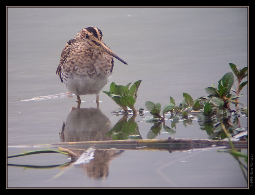 Bekassine
Klingnauer Stausee, Digiscoping
Schlüsselwörter: Bekassine, Klingnauer Stausee, Digiscoping