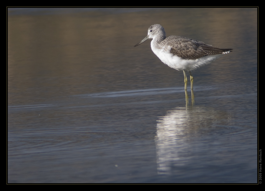 Grünschenkel  /  Digiscoping
Schlüsselwörter: Grünschenkel, Klingnauer Stausee, digiscoping