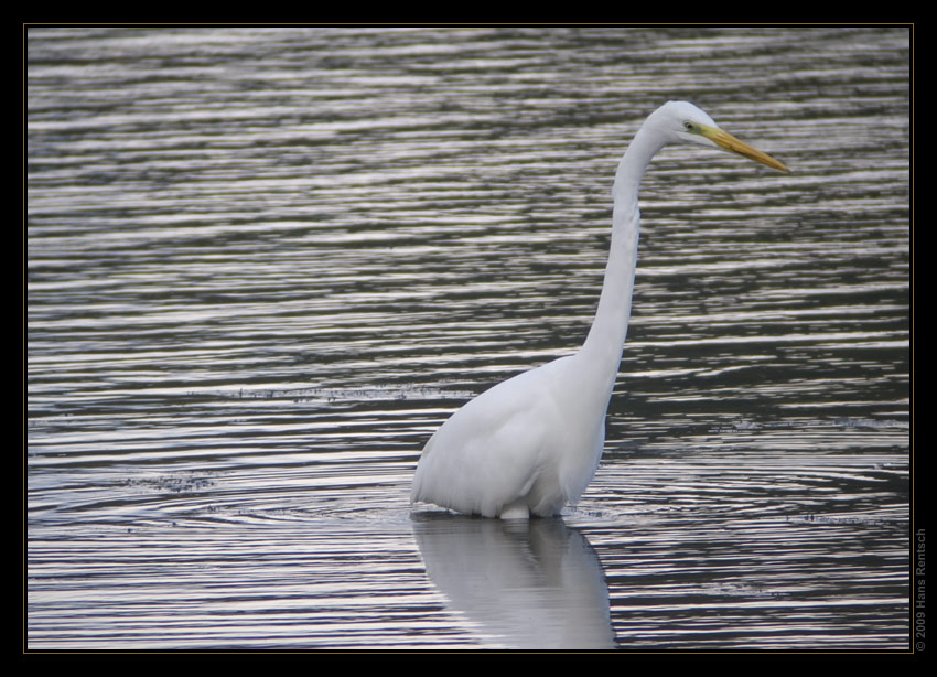 Silberreiher / Digiscoping
Schlüsselwörter: Silberreiher, Klingnauer Stausee, digiscoping