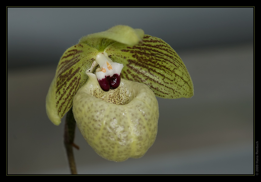 Orchidee
Schlüsselwörter: Orchidee