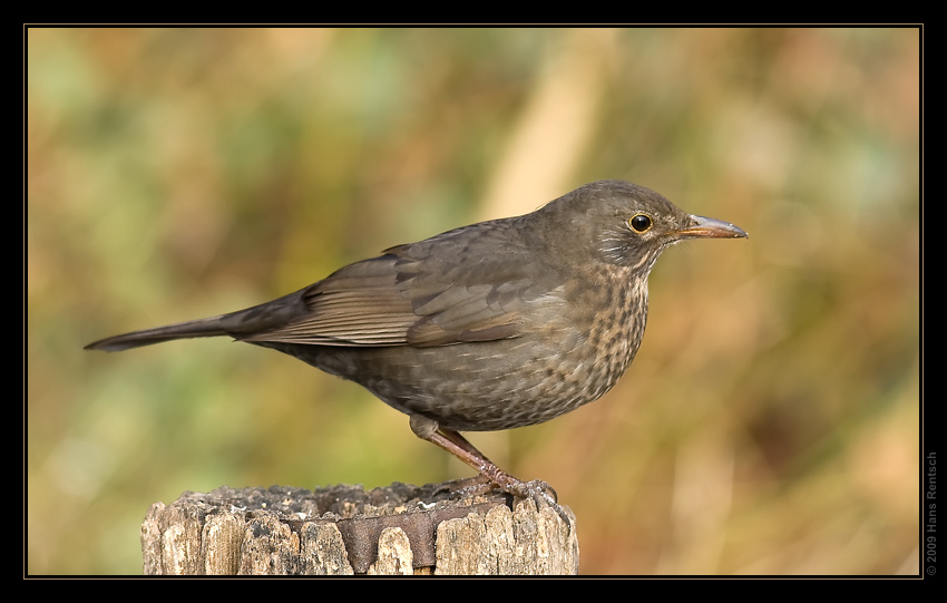 Amsel
Schlüsselwörter: Amsel, Seegarten