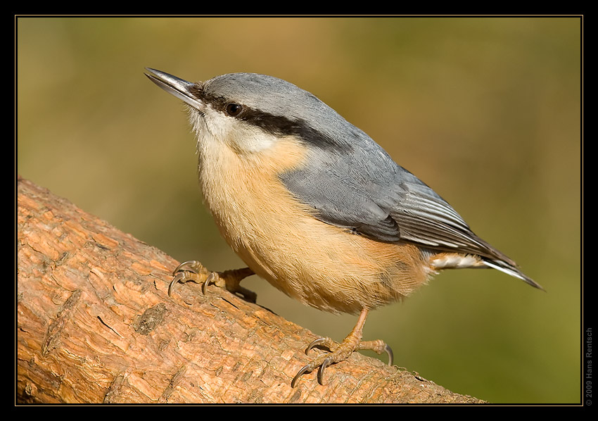 Kleiber
weitere Aufnahmen unter http://www.digicamfotos.ch

Schlüsselwörter: Kleiber, Seegarten