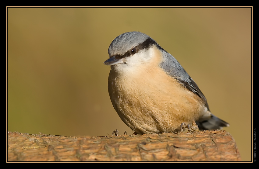 Kleiber
Schlüsselwörter: Kleiber, Seegarten
