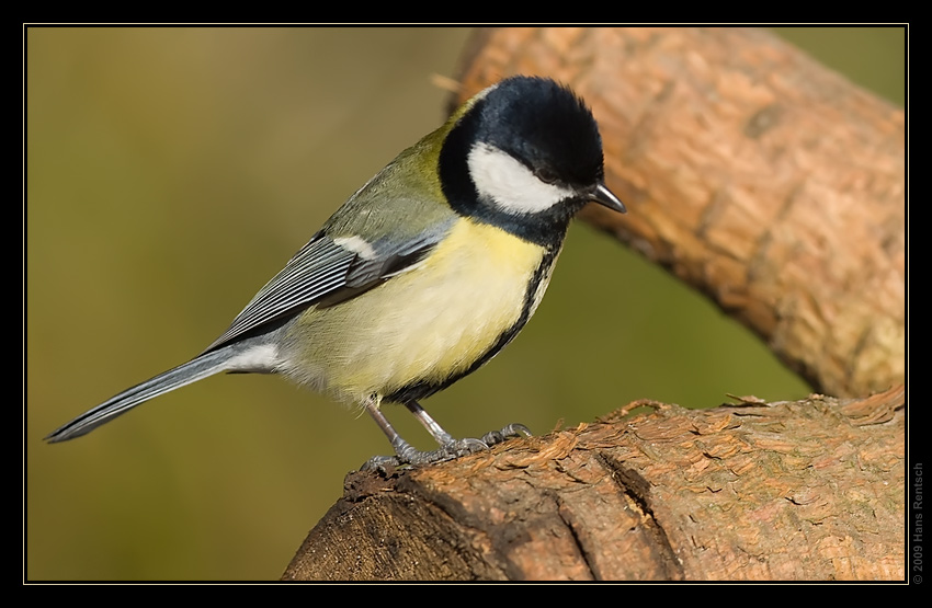 Kohlmeise
Schlüsselwörter: Kohlmeise, Meise, Seegarten