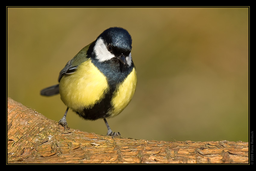 Kohlmeise in der Morgensonne
Schlüsselwörter: Kohlmeise, Seegarten