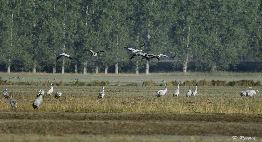 Kraniche am futtern
Es waren noch wenig Maisfelder gemäht, dadurch musste man die Kraniche in der ersten Woche Oktober noch ein wenig suchen, obschon bereits 27000 Stk. gezählt wurden.
Schlüsselwörter: Kraniche; Linum; Deutschland