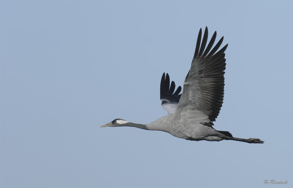 Die Kraniche sammeln sich wieder
Letzte Woche in Linum aufgenommen
Schlüsselwörter: Kraniche; Linum; Deutschland