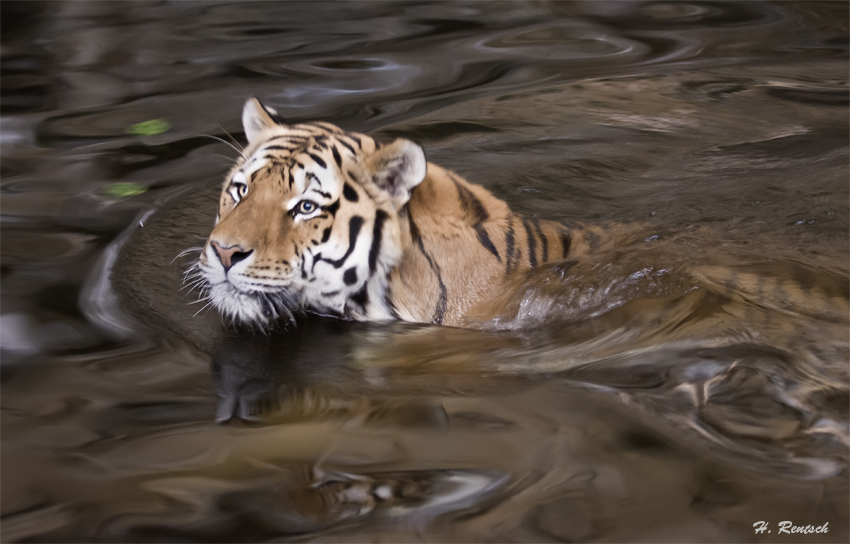 Der Tiger mit etwas mehr Licht
Schlüsselwörter: Tiger, Tierpark Friedrichsfelde, Berlin