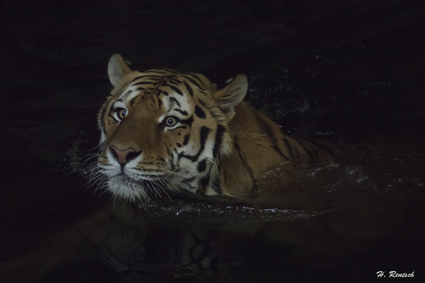 Tiger geniesst das Wasser
Schlüsselwörter: Tiger, Tierpark Friedrichsfelde, Berlin