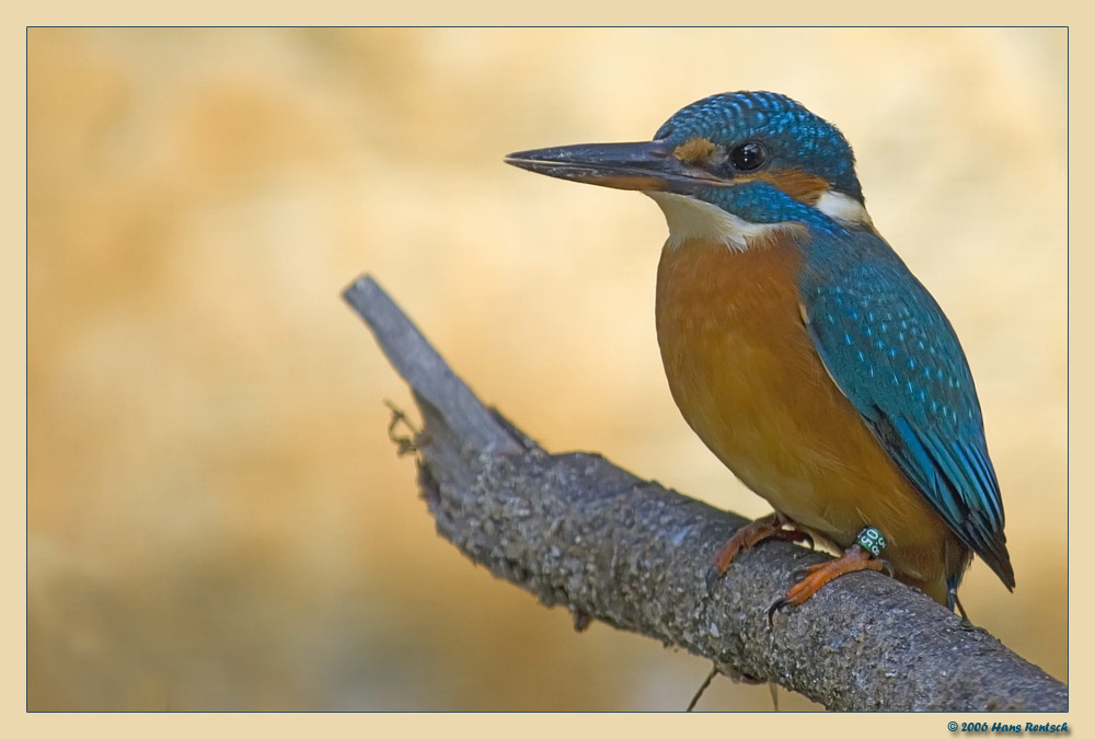Eisvogel
Schlüsselwörter: Eisvogel