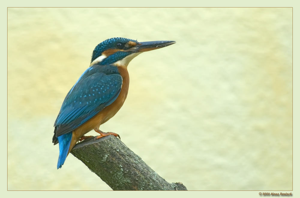 Eisvogel
Schlüsselwörter: Eisvogel