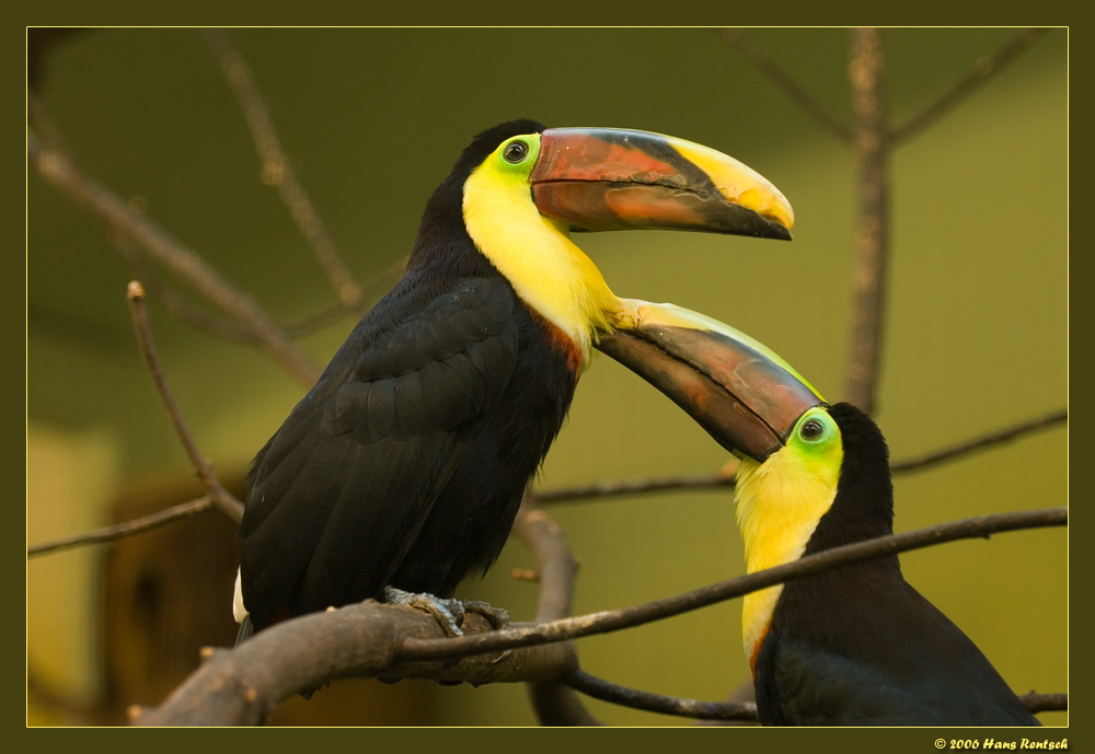 Zärtlichkeiten
Braunrückentukan 
Schlüsselwörter: Braunrückentukan