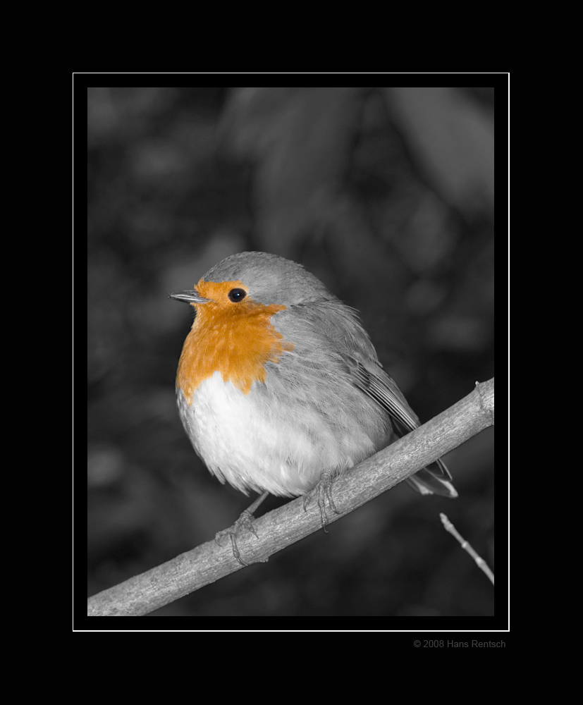 Gespielt mit einem Rotkehlchen
schwarz-weiss Aufnahme mit einem orangen Kehlchen.

Schlüsselwörter: Rotkehlchen