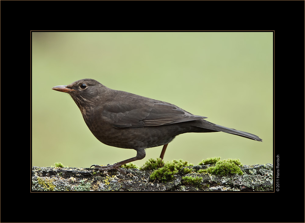 Amsel zu Besuch
Schlüsselwörter: Amsel, Seegarten