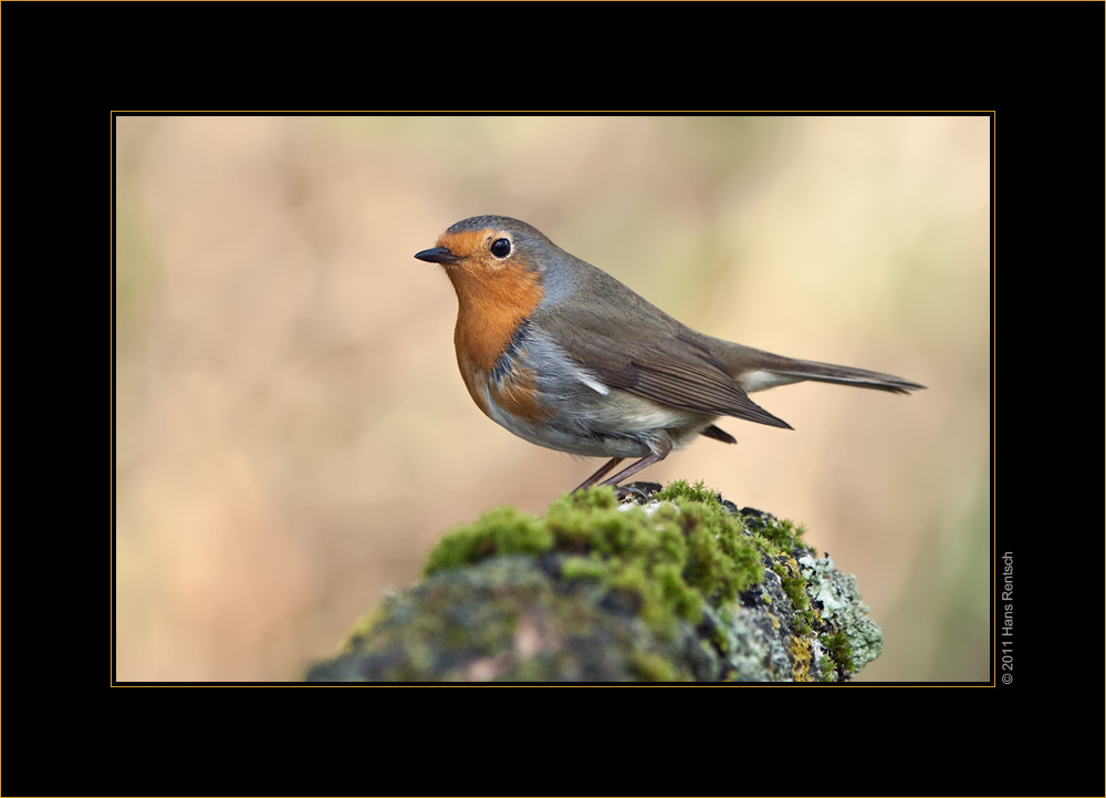 Rotkehlchen von seiner besten Seite :-)
Schlüsselwörter: Rotkehlchen, Rotbrüstli