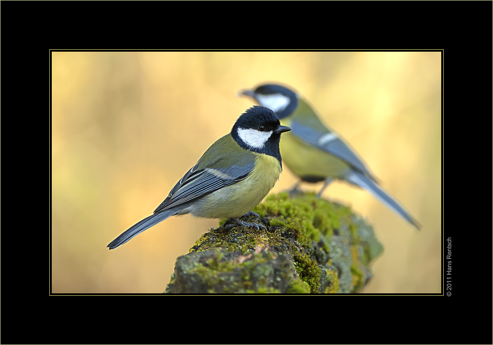 1,5 Kohlmeisen :-)
Schlüsselwörter: Kohlmeise, Seegarten