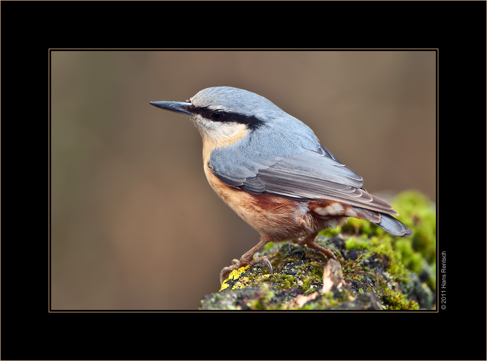 Schau nur zurück...
Schlüsselwörter: Kleiber, Seegarten