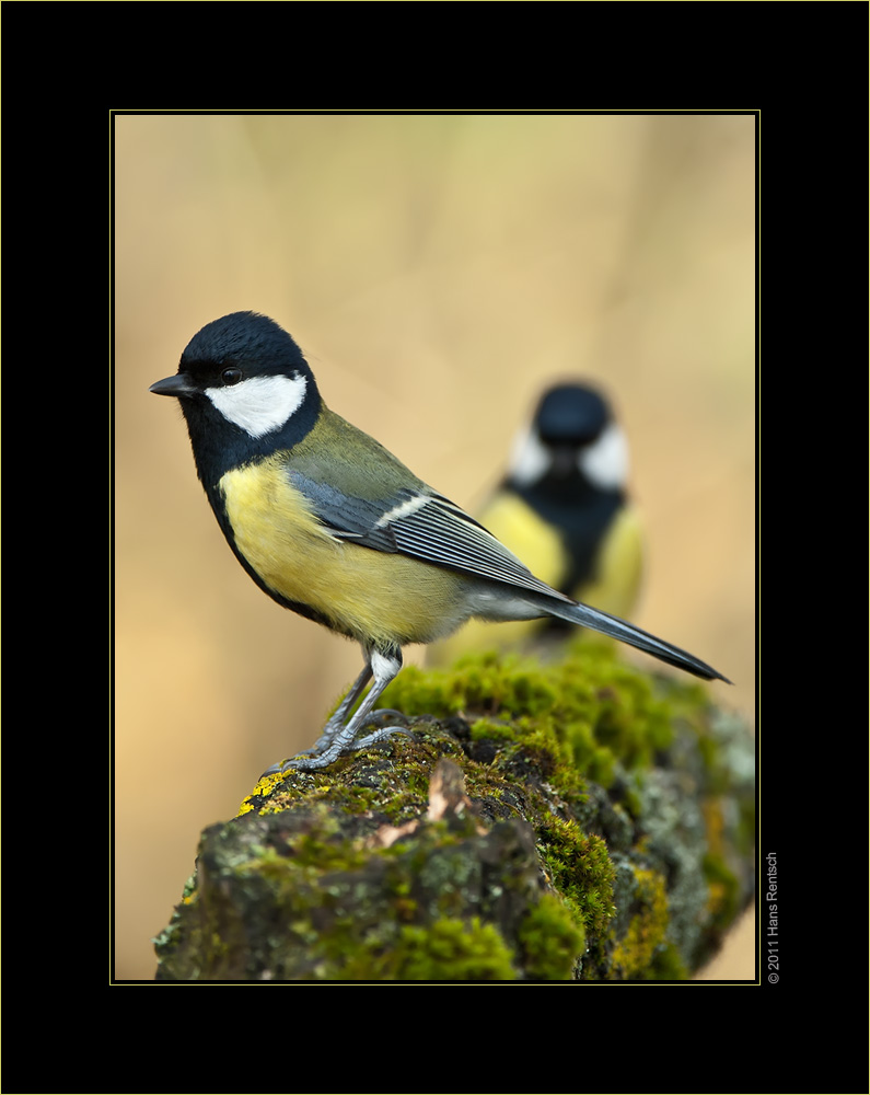 Kohlmeisli
Schlüsselwörter: Kohlmeise