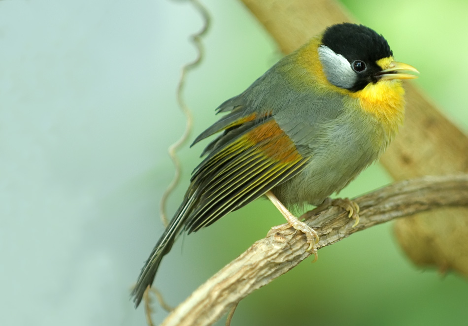 Silberrohr-Sonnenvogel
Schlüsselwörter: Silberrohr-Sonnenvogel