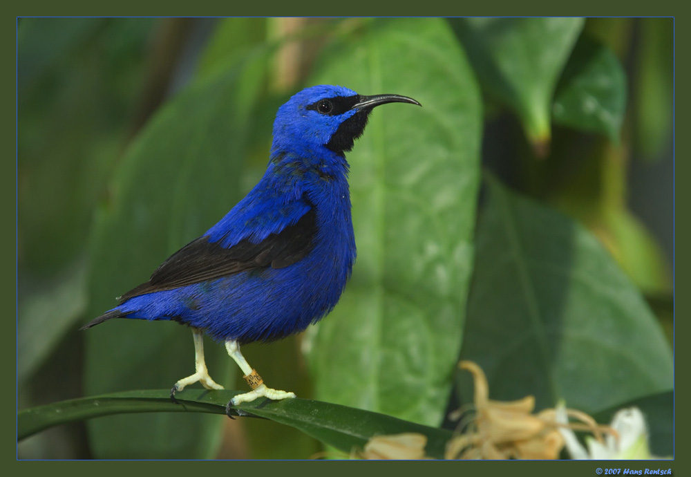 Purpurnaschvogel
Schlüsselwörter: Purpurnaschvogel, Basler Zoo