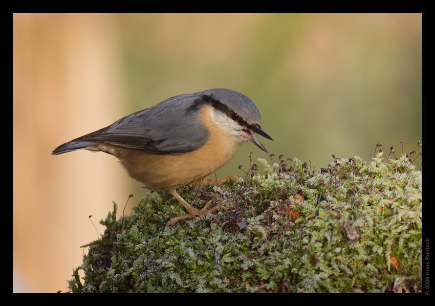 Kleiber
Schlüsselwörter: Kleiber, Seegarten