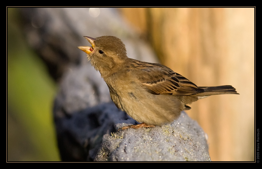 Ein Spatz morgens an der Sonne
Die Zeit der Singvögel ist wieder gekommen. 
Schlüsselwörter: Spatz, Seegarten