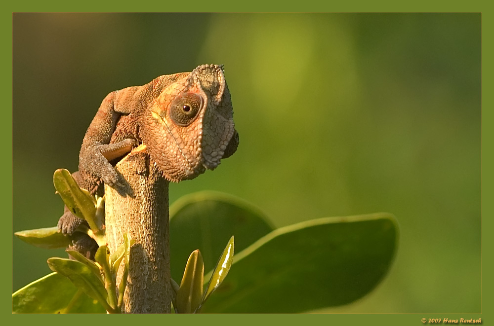 Morgensonne in der Masoalahalle
Schlüsselwörter: Chamaeleon, Masoalahalle, Zürcherzoo