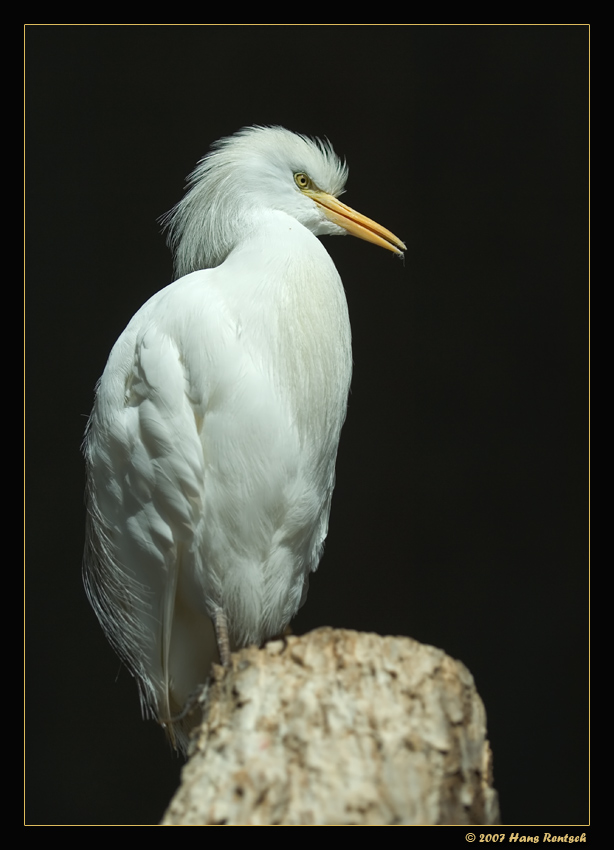 Kuhreiher
Aufnahme aus dem Zürcherzoo
Schlüsselwörter: Kuhreiher