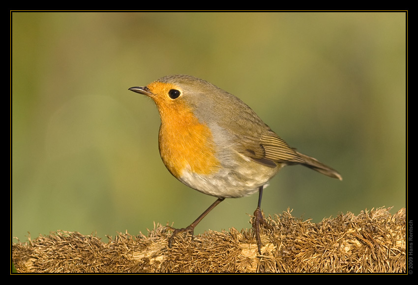 Rotkehlchen
Schlüsselwörter: Rotkehlchen, Seegarten