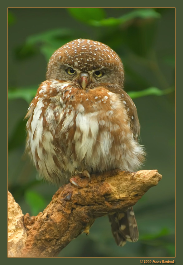 Bitte etwas freundlicher :-)
Ein Käuzchen aus dem Berliner Zoo
Schlüsselwörter: Kauz, Berliner Zoo