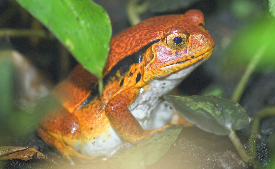 Tomatenfrosch
Der Tomatenfrosch (Dyscophus antongilli) ist ein auf der Insel Madagaskar lebender Froschlurch aus der Familie der Engmaulfrösche. Die Art wird auch Madagaskar-Engmaulfrosch genannt. Es ist eine von drei Arten aus der Gattung Dyscophus.
Aufnahme habe ich im Berliner Zoo gemacht


Schlüsselwörter: Tomatenfrosch, Frosch