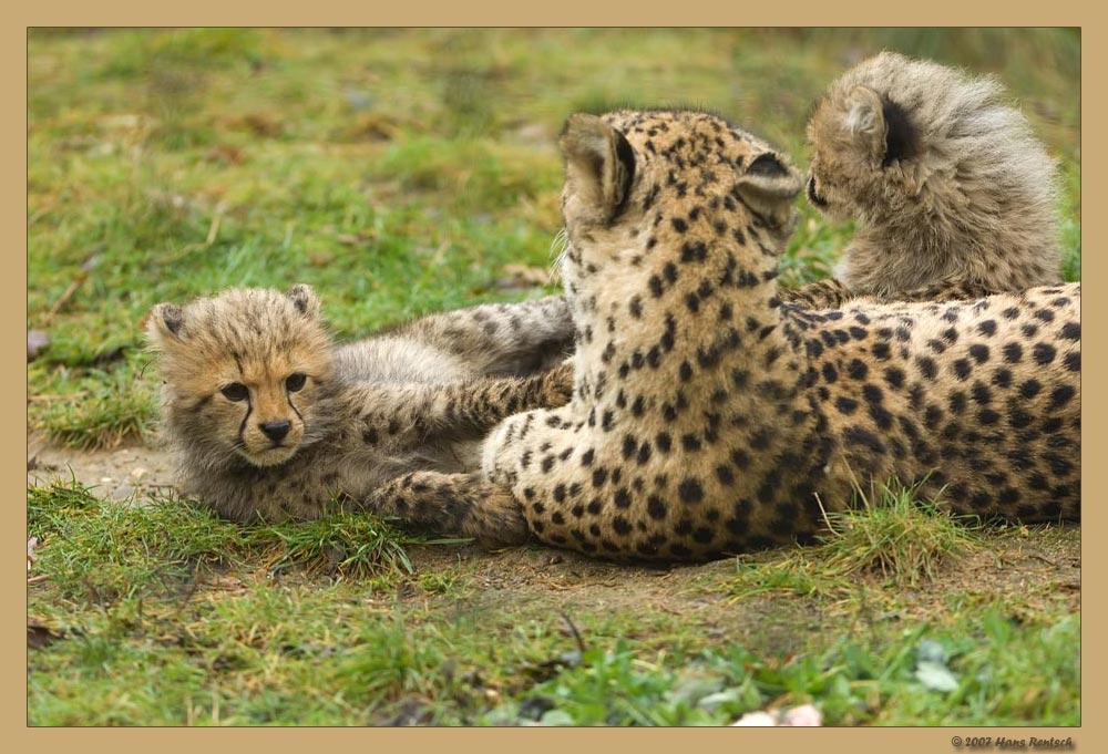 5 Junge Geparden im Basler Zoo
Schlüsselwörter: Basler Zoo, Geparden