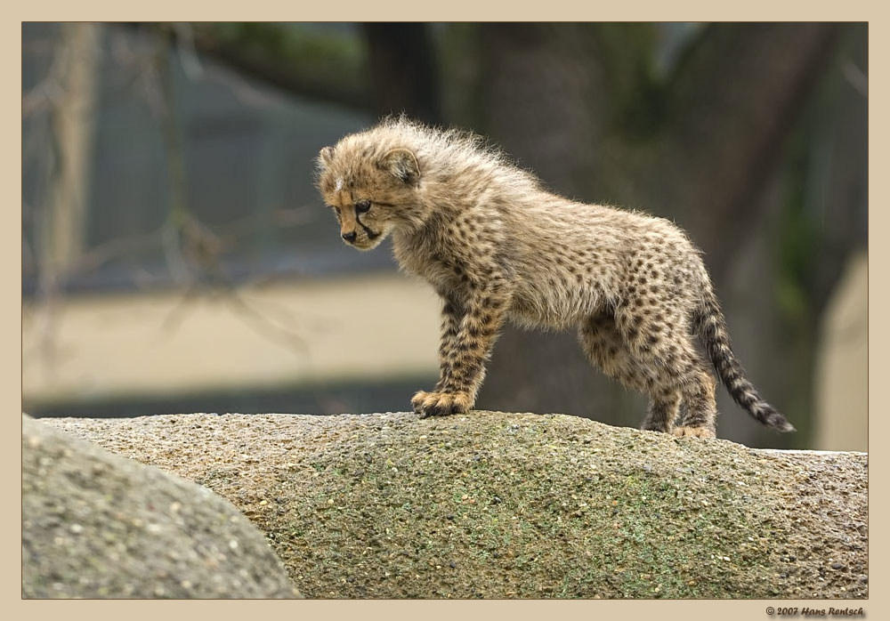 Junger Gepard
Schlüsselwörter: Gepard