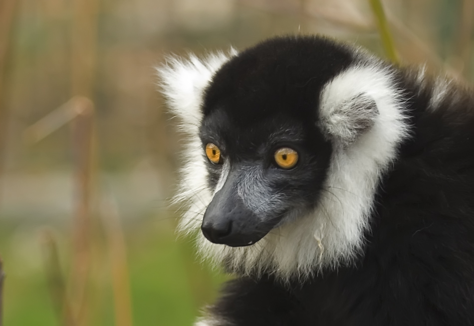 Portrait eines Schwarzweissen Vari
Aufnahme aus dem Tierpark Friedrichsfelde, da sich eine Zuchtstation dieser Lemuren befindet.
Schlüsselwörter: schwarzweisser Vari, Lemuren