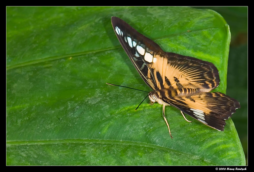 Schmetterling im Papilliorama Kerzers
Schlüsselwörter: Schmetterling, Papilliorama Kerzers