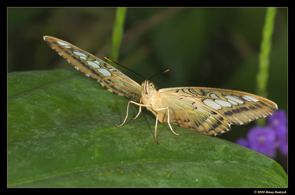 Schmetterling im Papilliorama Kerzers
Schlüsselwörter: Schmetterling, Papilliorama Kerzers