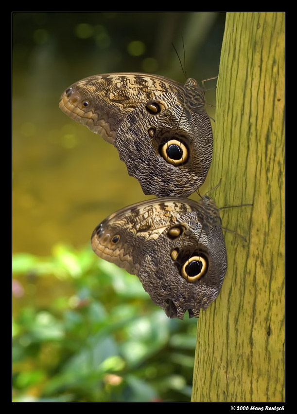 Schmetterling im Papilliorama Kerzers
Schlüsselwörter: Schmetterling, Papilliorama Kerzers