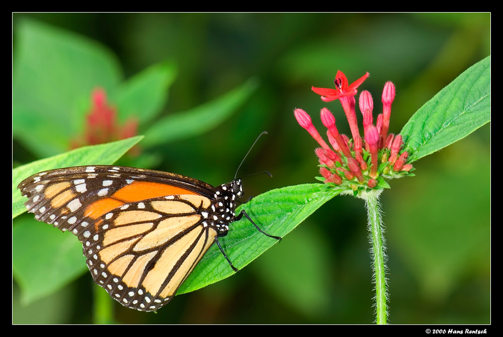 Schmetterling im Papilliorama Kerzers
Schlüsselwörter: Schmetterling, Papilliorama Kerzers