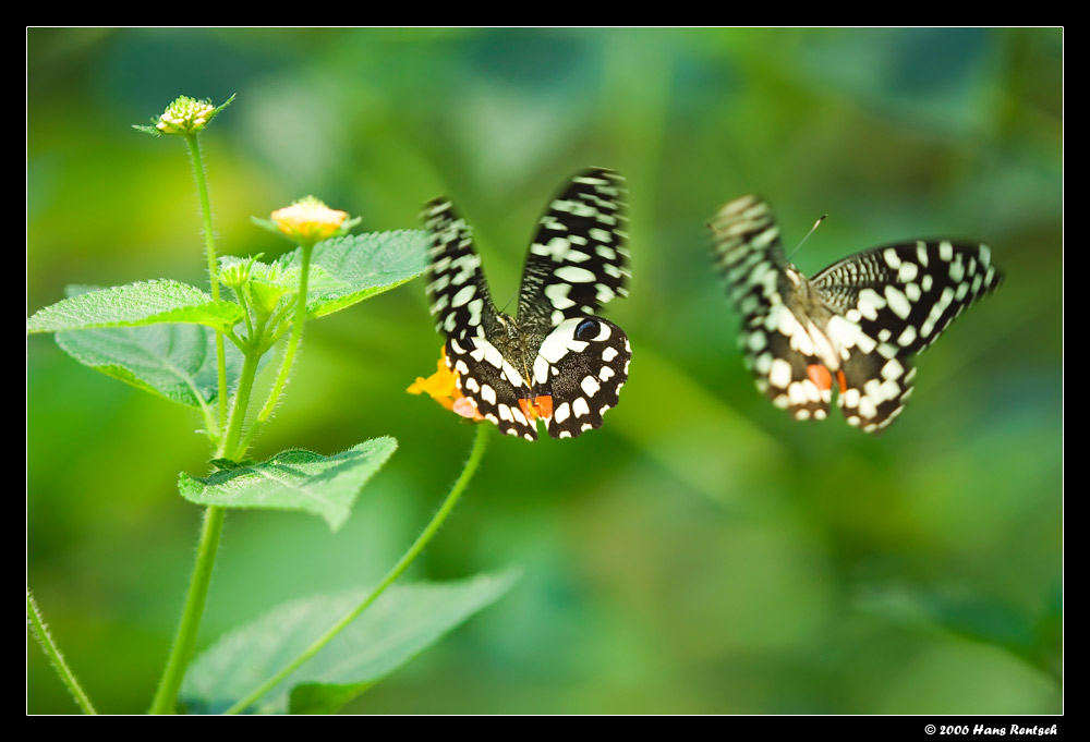 Schmetterling im Papilliorama Kerzers
Schlüsselwörter: Schmetterling, Papilliorama Kerzers
