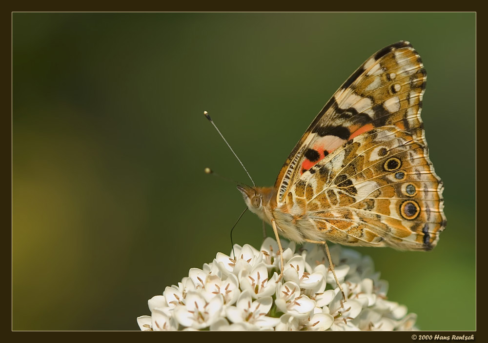 Diestelfalter in unserem Garten
Schlüsselwörter: Schmetterling, Diestelfalter, Edelfalter