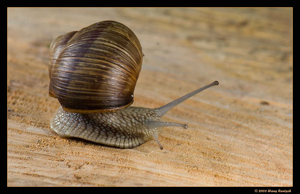 Will mich nicht anschauen...
In unserem Garten
Schlüsselwörter: Schnecke