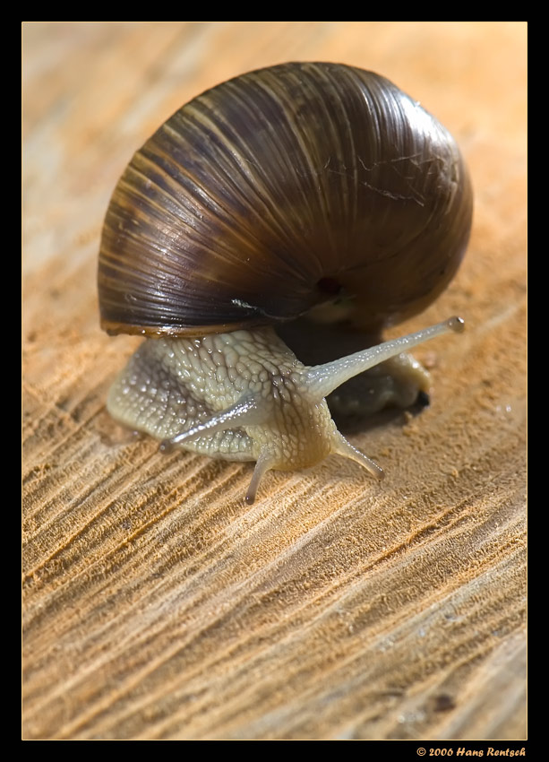 Gehen wir die Sache heute etwas langsamer an :-)
Schlüsselwörter: Schnecke
